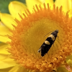 Glyphipterix chrysoplanetis at Ainslie, ACT - 26 Nov 2022