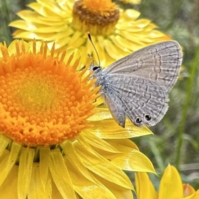 Nacaduba biocellata (Two-spotted Line-Blue) at Mount Ainslie - 26 Nov 2022 by Pirom