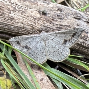 Taxeotis intextata at Campbell, ACT - 26 Nov 2022