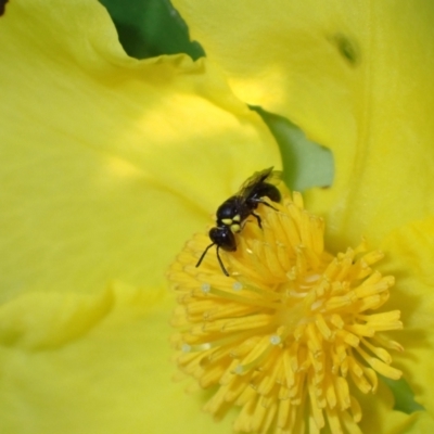 Hylaeus (Prosopisteron) turgicollaris at Springwood, NSW - 30 Oct 2022 by SapphFire