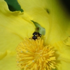 Hylaeus (Prosopisteron) turgicollaris at Springwood, NSW - suppressed