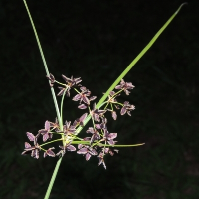 Cyperus concinnus (Trim Flat-sedge) at Pine Island to Point Hut - 22 Nov 2022 by michaelb