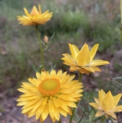 Xerochrysum viscosum (Sticky Everlasting) at Kowen, ACT - 27 Nov 2022 by Komidar