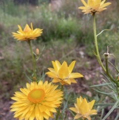 Xerochrysum viscosum at Kowen, ACT - 27 Nov 2022 07:03 AM