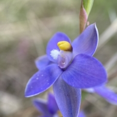 Thelymitra nuda (Scented Sun Orchid) at Throsby, ACT - 9 Nov 2022 by AJB
