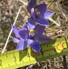 Thelymitra nuda at Throsby, ACT - suppressed