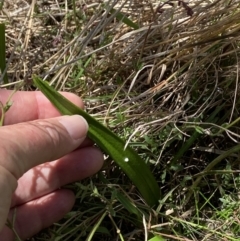 Thelymitra nuda at Throsby, ACT - suppressed