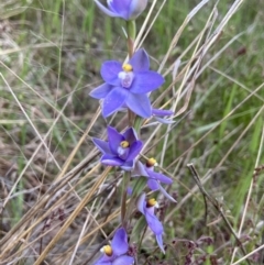 Thelymitra nuda at Throsby, ACT - suppressed