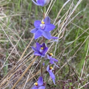 Thelymitra nuda at Throsby, ACT - suppressed