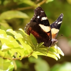 Vanessa itea (Yellow Admiral) at Wodonga - 27 Nov 2022 by KylieWaldon