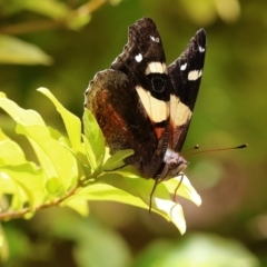 Vanessa itea at Wodonga, VIC - 27 Nov 2022 01:33 PM