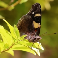 Vanessa itea at Wodonga, VIC - 27 Nov 2022 01:33 PM