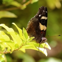 Vanessa itea at Wodonga, VIC - 27 Nov 2022 01:33 PM