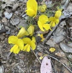 Gompholobium huegelii (Pale Wedge Pea) at Black Mountain - 27 Nov 2022 by Jenny54