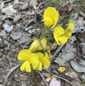 Gompholobium huegelii at Aranda, ACT - 27 Nov 2022 11:10 AM