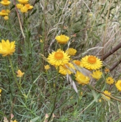 Xerochrysum viscosum (Sticky Everlasting) at Aranda, ACT - 27 Nov 2022 by Jenny54