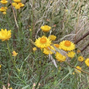 Xerochrysum viscosum at Aranda, ACT - 27 Nov 2022