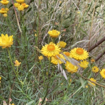 Xerochrysum viscosum (Sticky Everlasting) at Black Mountain - 27 Nov 2022 by Jenny54