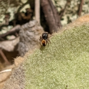 Maratus purcellae at Googong, NSW - suppressed