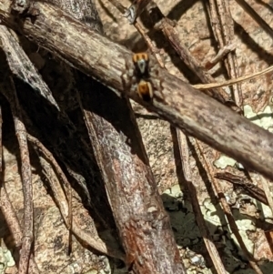 Maratus purcellae at Googong, NSW - suppressed