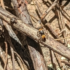 Maratus purcellae at Googong, NSW - suppressed