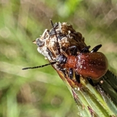 Ecnolagria sp. (genus) (A brown darkling beetle) at QPRC LGA - 24 Nov 2022 by MTranter