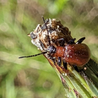 Ecnolagria sp. (genus) (A brown darkling beetle) at Googong, NSW - 24 Nov 2022 by MTranter
