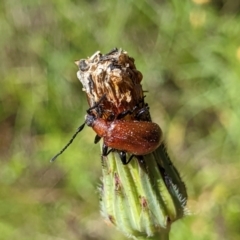 Ecnolagria sp. (genus) at Googong, NSW - 24 Nov 2022