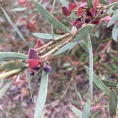 Daviesia mimosoides (Bitter Pea) at Bruce, ACT - 27 Nov 2022 by Jenny54