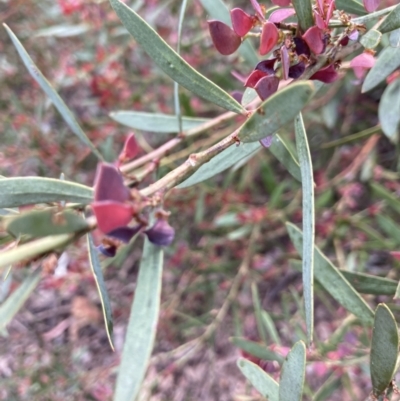 Daviesia mimosoides (Bitter Pea) at Black Mountain - 26 Nov 2022 by Jenny54