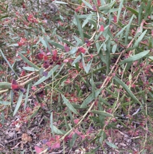 Daviesia mimosoides at Bruce, ACT - 27 Nov 2022 10:30 AM