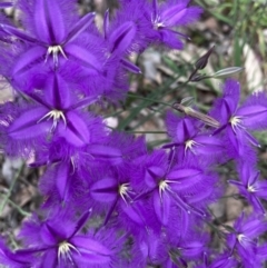 Thysanotus tuberosus (Common Fringe-lily) at Molonglo Valley, ACT - 27 Nov 2022 by Jenny54