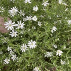 Stellaria pungens (Prickly Starwort) at Black Mountain - 27 Nov 2022 by Jenny54