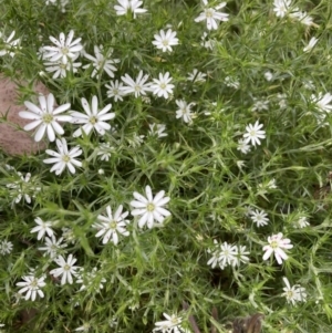 Stellaria pungens at Aranda, ACT - 27 Nov 2022 11:04 AM