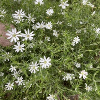 Stellaria pungens (Prickly Starwort) at Black Mountain - 27 Nov 2022 by Jenny54