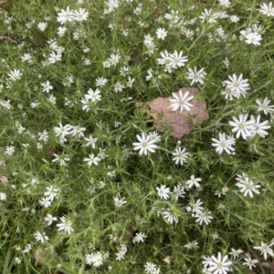 Stellaria pungens at Aranda, ACT - 27 Nov 2022 11:04 AM