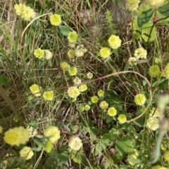 Trifolium campestre (Hop Clover) at Black Mountain - 26 Nov 2022 by Jenny54