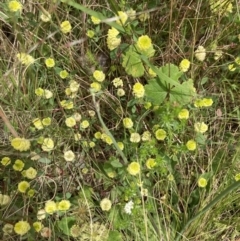 Trifolium campestre at Aranda, ACT - 27 Nov 2022