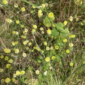 Trifolium campestre at Aranda, ACT - 27 Nov 2022 10:58 AM