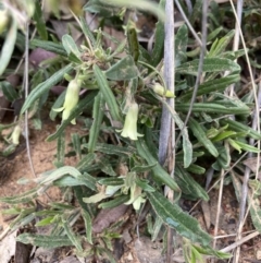 Billardiera scandens (Hairy Apple Berry) at Bruce, ACT - 26 Nov 2022 by Jenny54