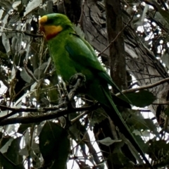 Polytelis swainsonii (Superb Parrot) at Red Hill, ACT - 27 Nov 2022 by MHood