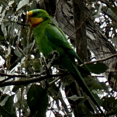 Polytelis swainsonii (Superb Parrot) at Red Hill Nature Reserve - 27 Nov 2022 by MHood