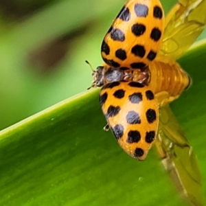 Harmonia conformis at Nambucca Heads, NSW - 27 Nov 2022