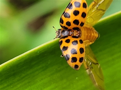 Harmonia conformis (Common Spotted Ladybird) at Nambucca Heads, NSW - 27 Nov 2022 by trevorpreston