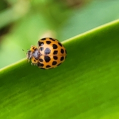 Harmonia conformis at Nambucca Heads, NSW - 27 Nov 2022