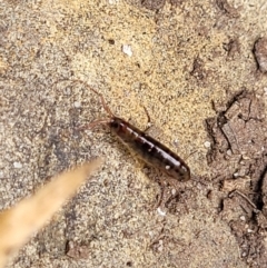 Amphipod (order Amphipoda, family Talitridae) at Nambucca Heads, NSW - 27 Nov 2022 by trevorpreston