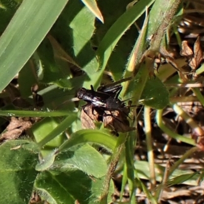 Pteronemobius sp. (genus) (Cricket) at Cook, ACT - 24 Nov 2022 by CathB