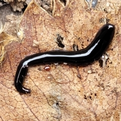 Parakontikia ventrolineata (Stripe-bellied flatworm) at Nambucca Heads, NSW - 27 Nov 2022 by trevorpreston