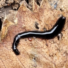 Parakontikia ventrolineata at Nambucca Heads, NSW - 27 Nov 2022 12:58 PM