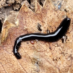 Parakontikia ventrolineata at Nambucca Heads, NSW - 27 Nov 2022